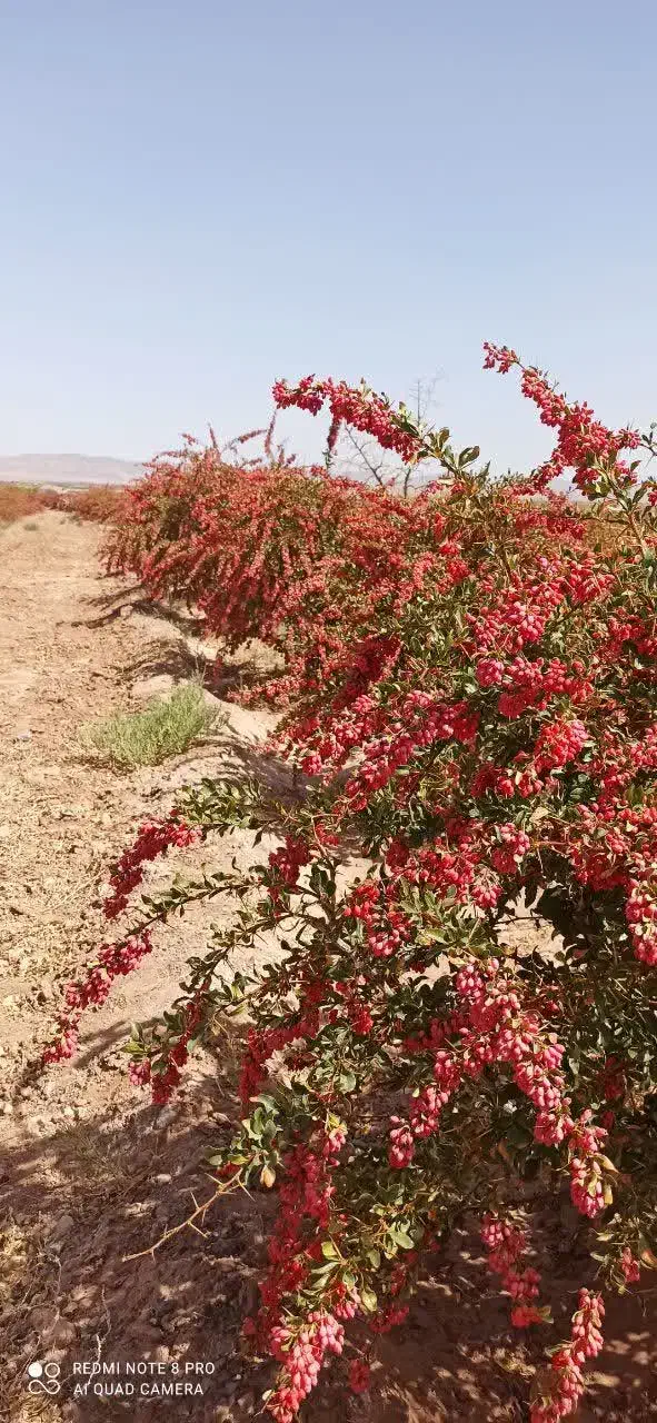 یک هکتار زمین کشاورزی درآرین شهر|فروش دفتر صنعتی، کشاورزی، تجاری|سده (خراسان جنوبی), |دیوار