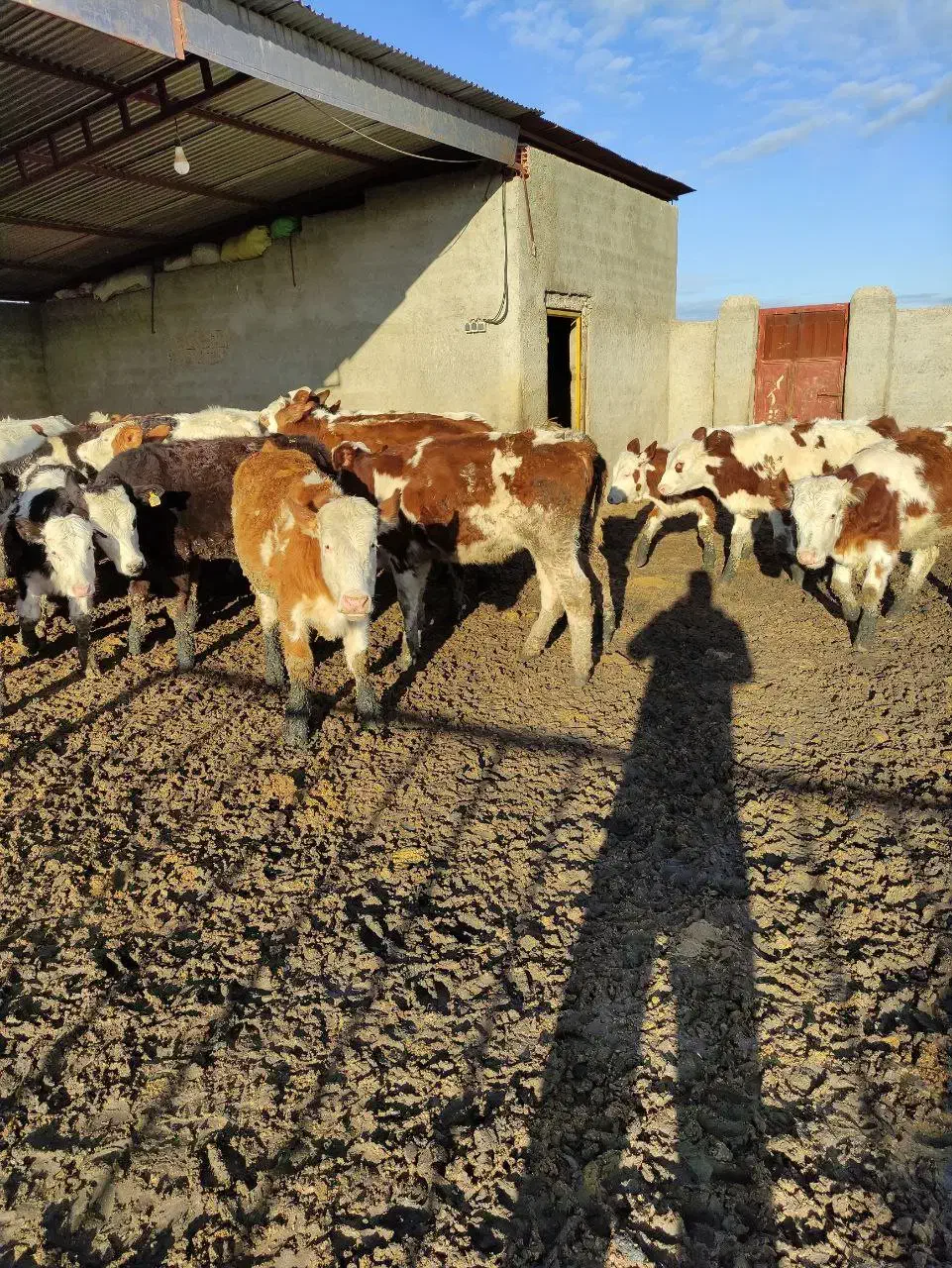 تهیه گوساله اصیل|حیوانات مزرعه|گنبد کاووس, |دیوار