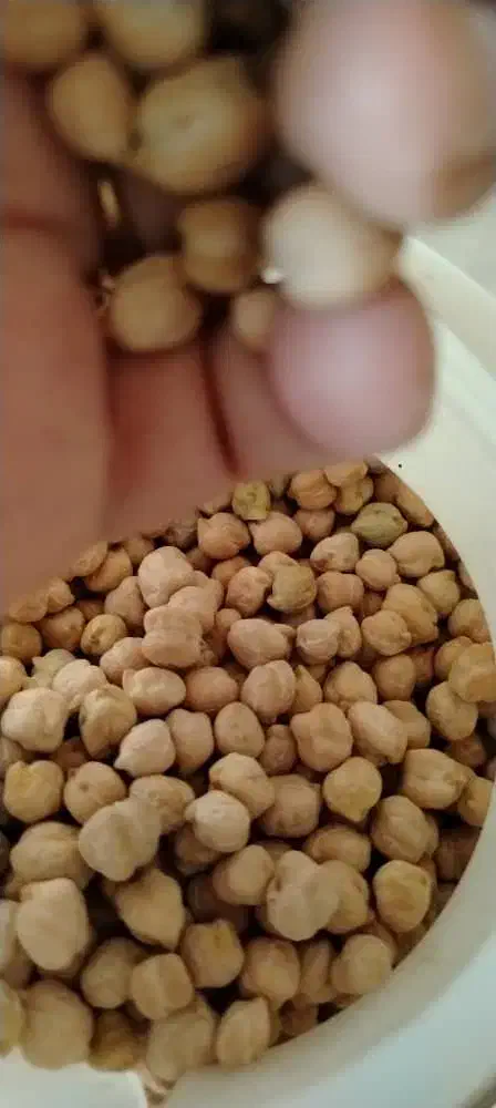 نخود اعلا کرمانشاه|خوردنی و آشامیدنی|اندیشه, اندیشه فاز ۱|دیوار