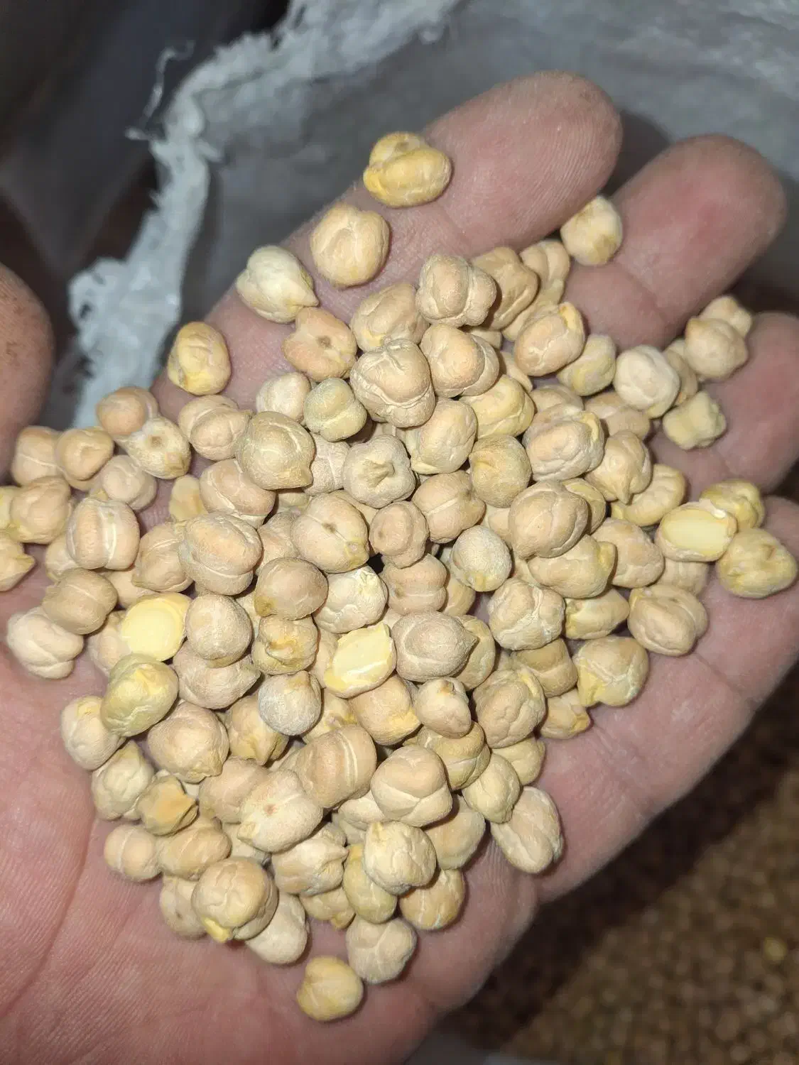 حبوبات پردیس|خوردنی و آشامیدنی|مبارکه, |دیوار