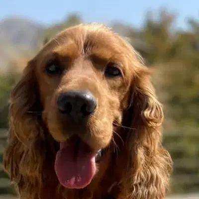 واگذاری دوتا پت نژاد دار|سگ|شهریار, شهریار|دیوار