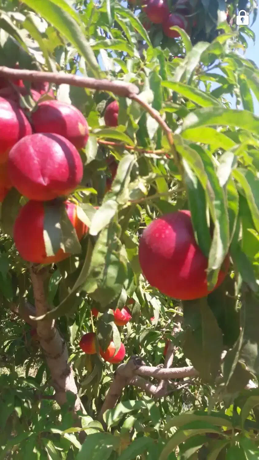 هرس کاری باغات ،انواع درخت‌ها|خدمات باغبانی و درختکاری|تبریز, |دیوار