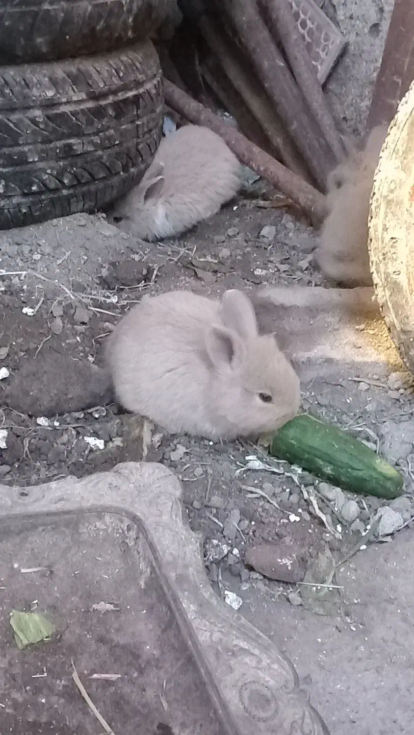 خرگوش های لپ|موش و خرگوش|آمل, |دیوار