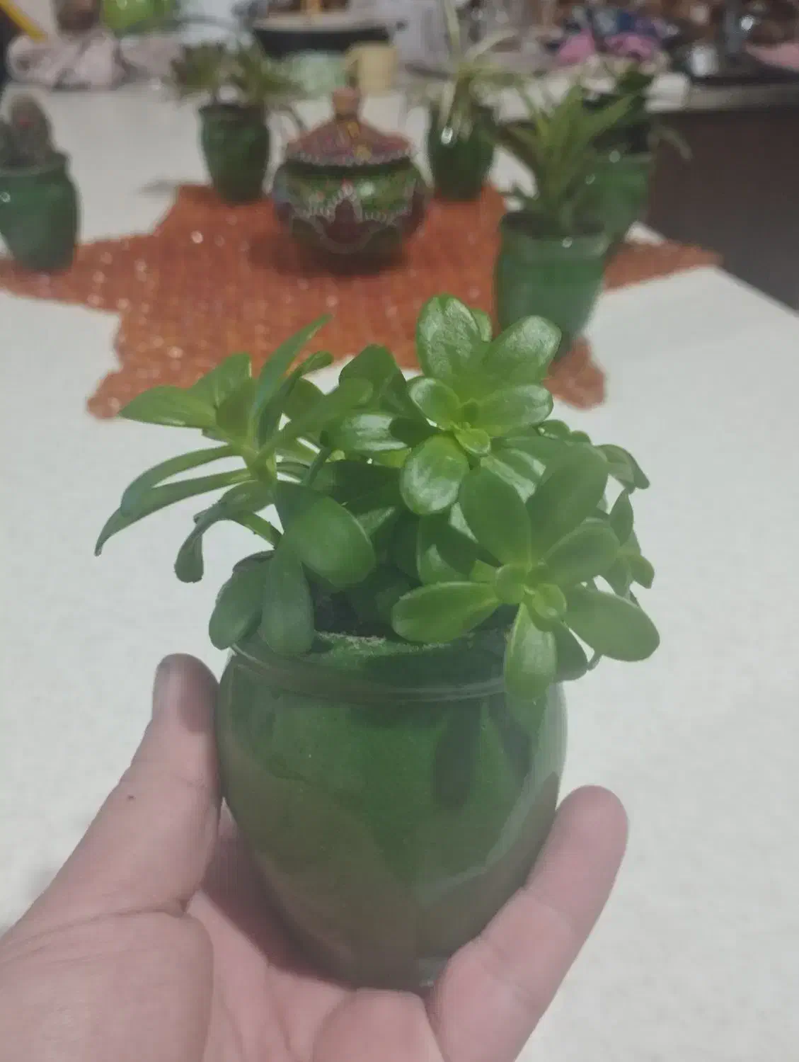 گل های کوچیک|گل و گیاه طبیعی|سلمان‌شهر, |دیوار