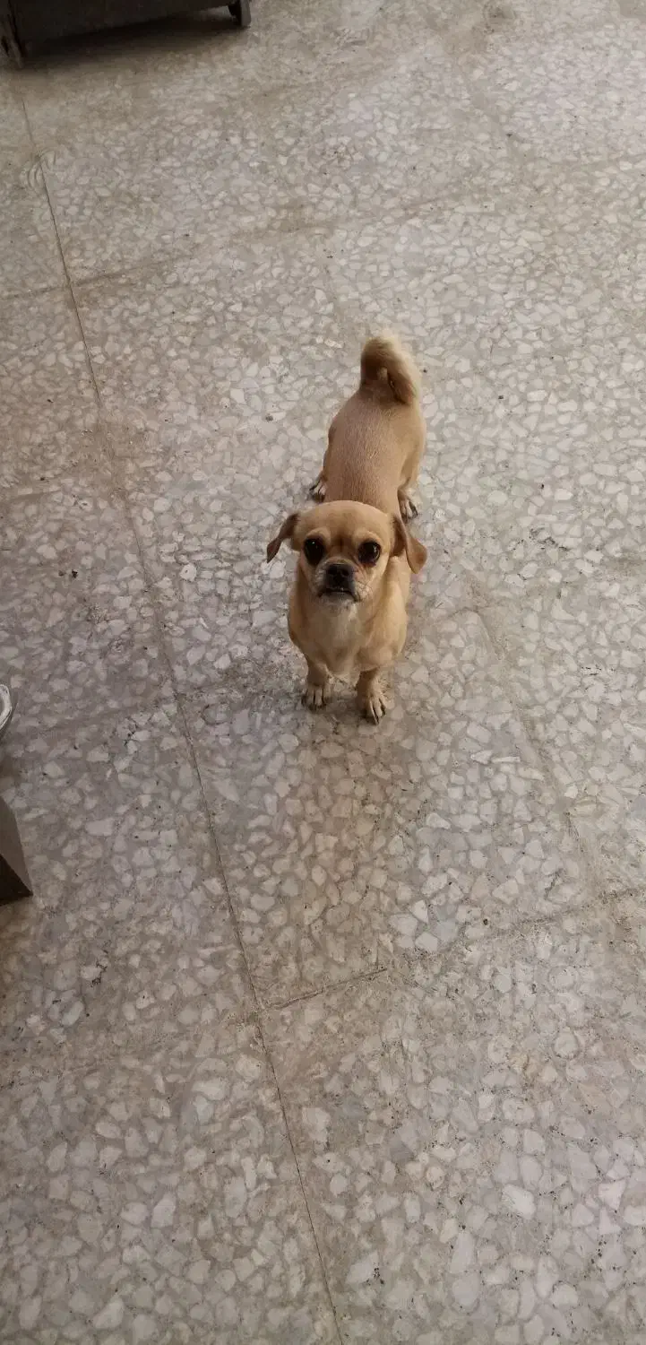 سگ پا کوتاه|سگ|فشاپویه, |دیوار