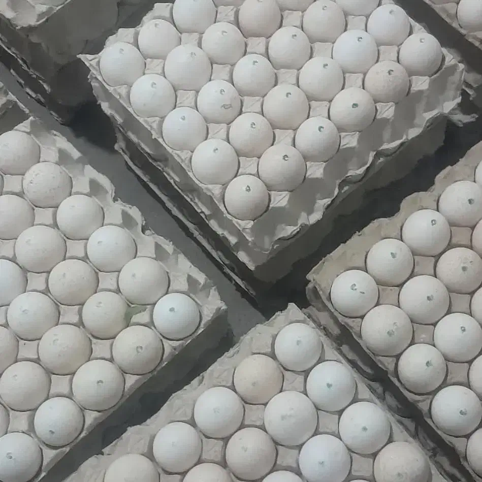 تخم نطفه دار بوقلمون برنز انگلیس اصل|حیوانات مزرعه|تهران, صادقیه|دیوار