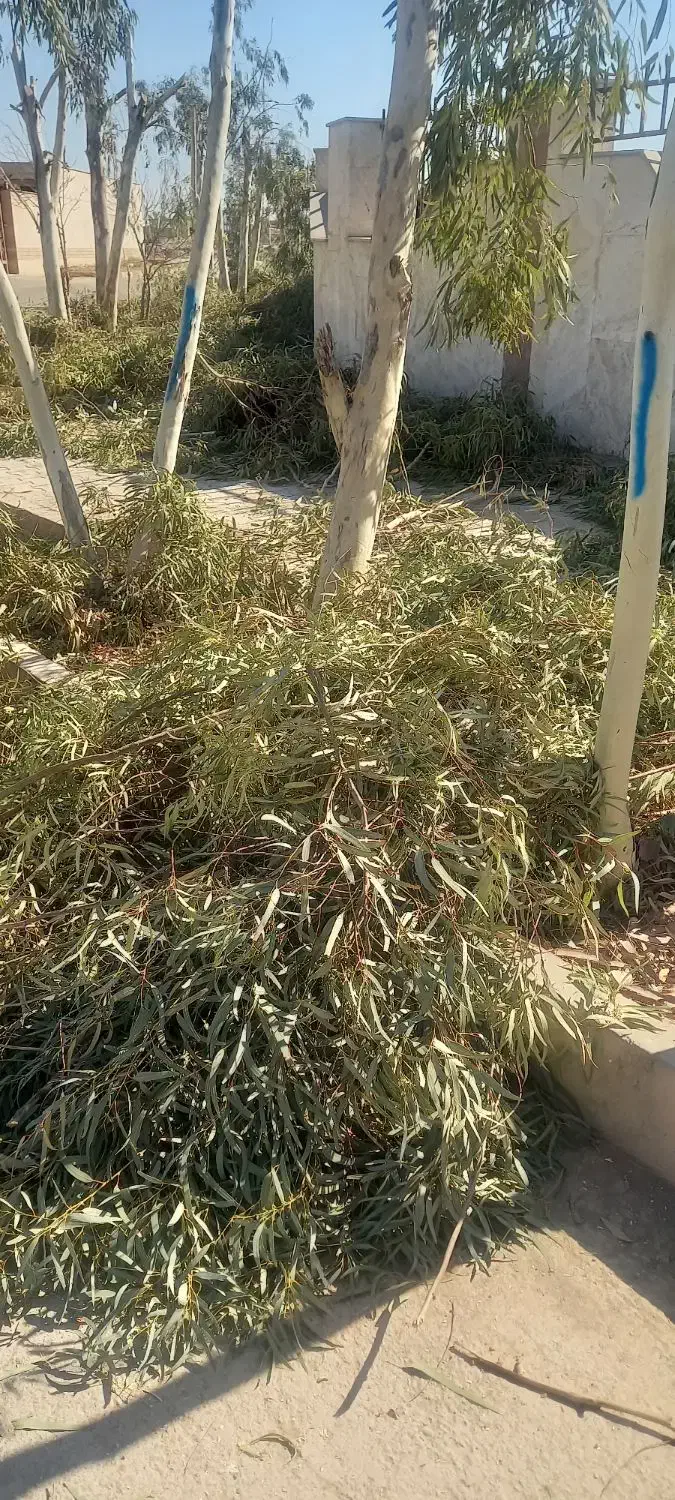 برگ  اکالیپتوس|خدمات باغبانی و درختکاری|قم, زنبیل آباد|دیوار