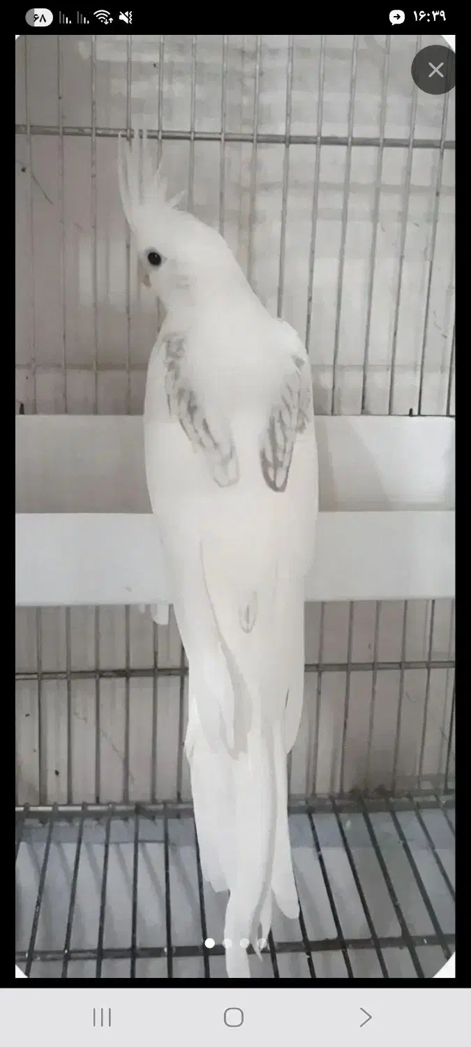 جفت عروس دوکت مولد سخنگو باقفس شیک|پرنده|دورود, |دیوار