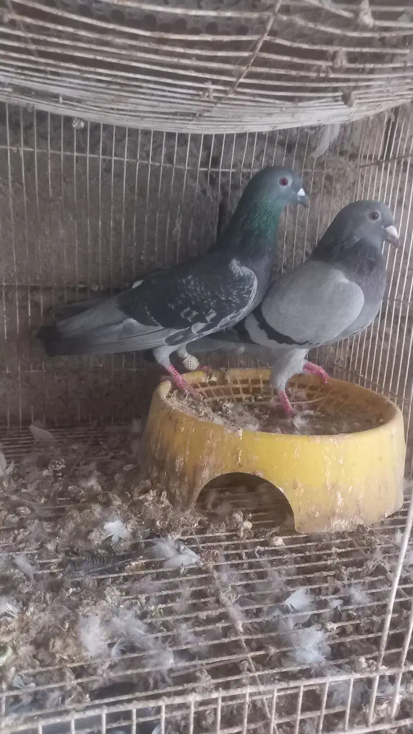 کبوتر|پرنده|میناب, |دیوار