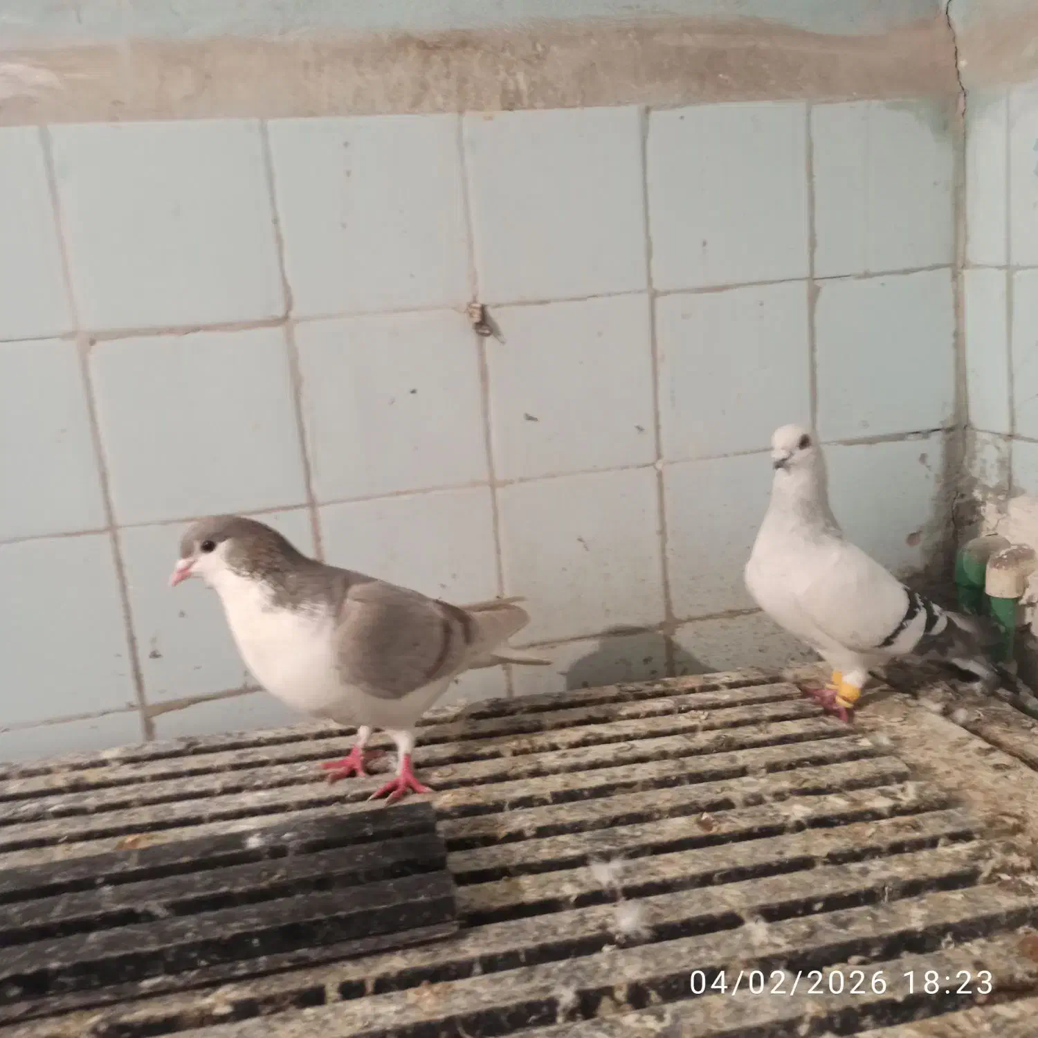 123|پرنده|اهواز, بیست متری شهرداری|دیوار