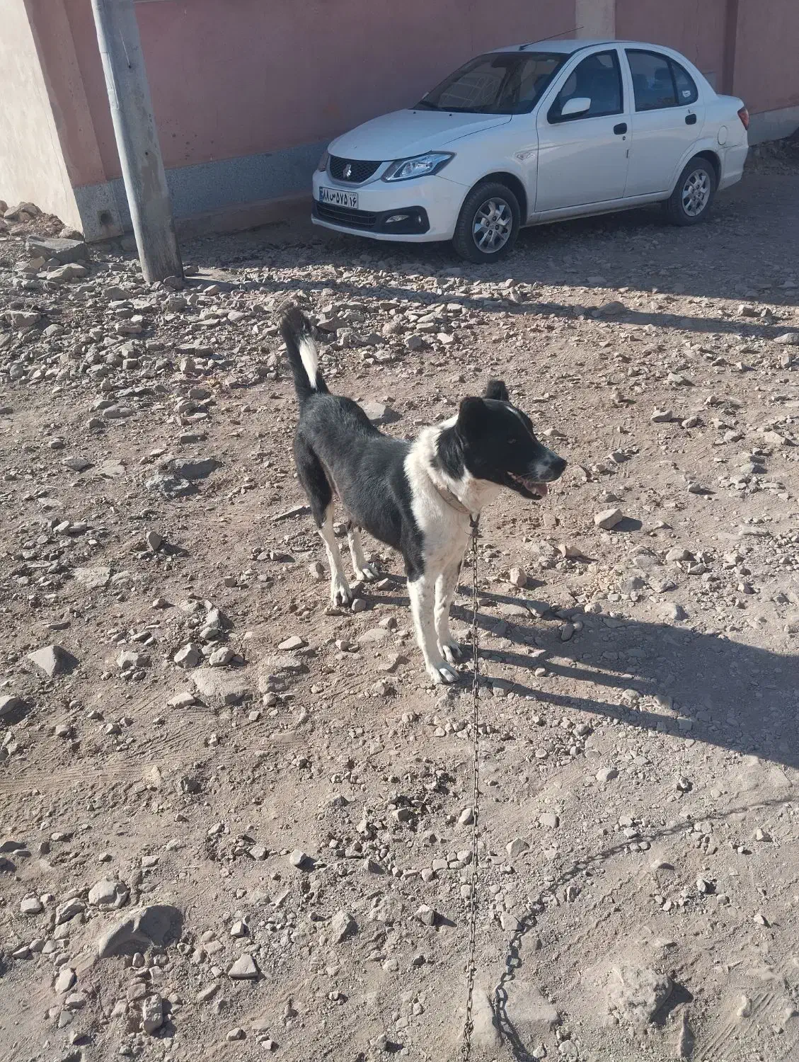 سگ قدرجونی|سگ|سلفچگان, |دیوار