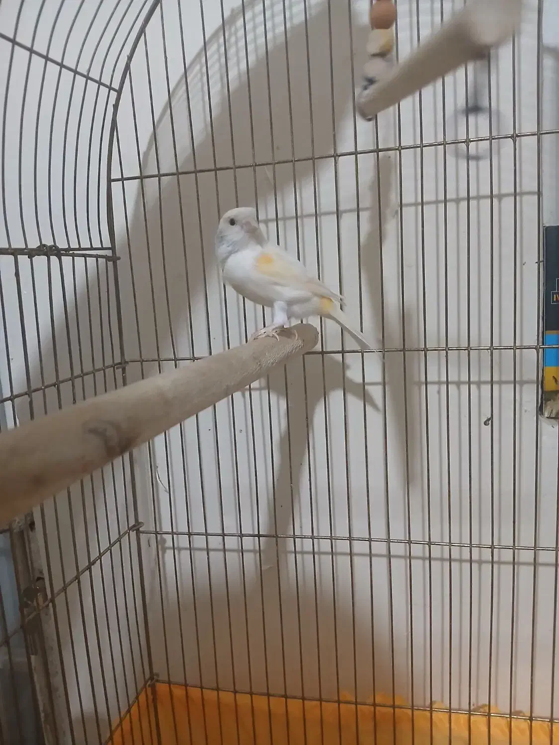 قناری موزایکی|پرنده|شاهینشهر, فردوسی|دیوار