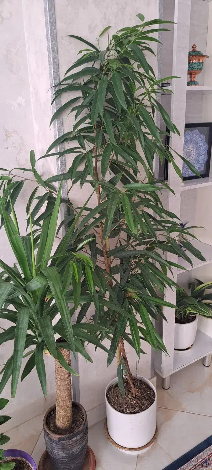 م ع ا و ض ه|گل مصنوعی|کرج, بنیاد|دیوار