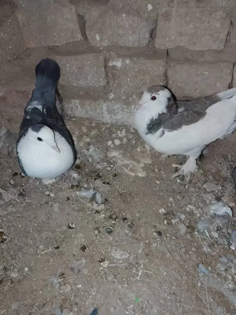 کبوتر رنگی معامله با سبز|پرنده|سراوان, |دیوار