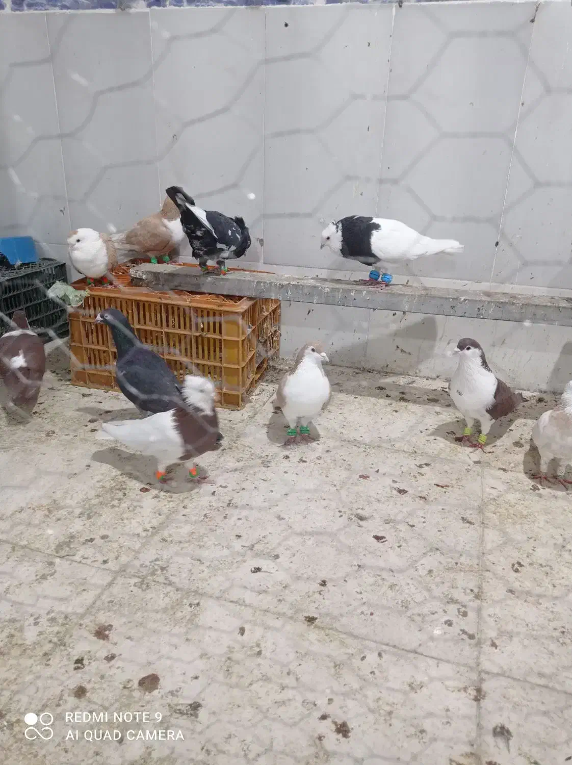 کبوتر رنگی سلطان اباد|پرنده|خوشاب, |دیوار