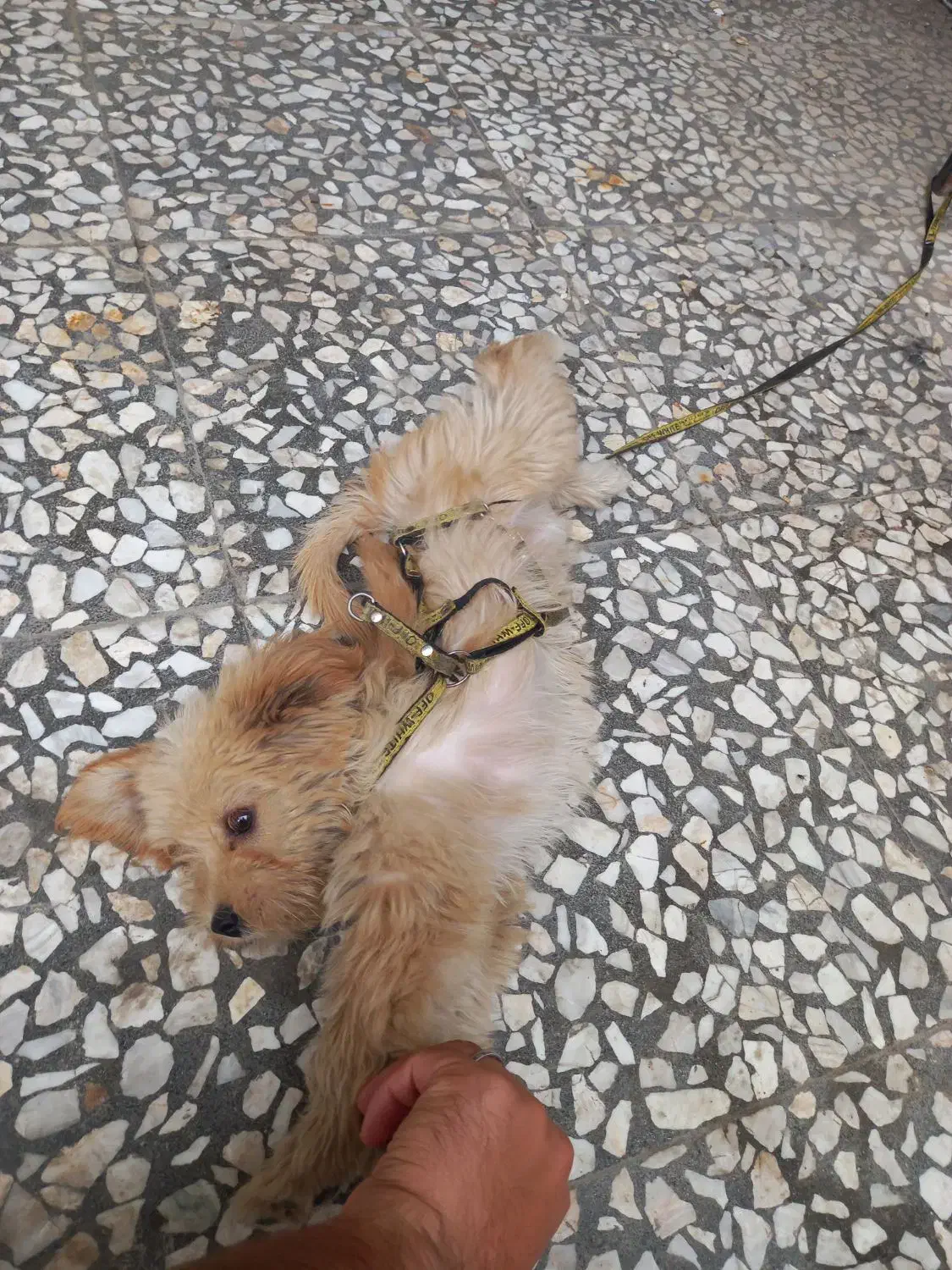 فروش سگ پاکوتا|سگ|لنگرود, |دیوار