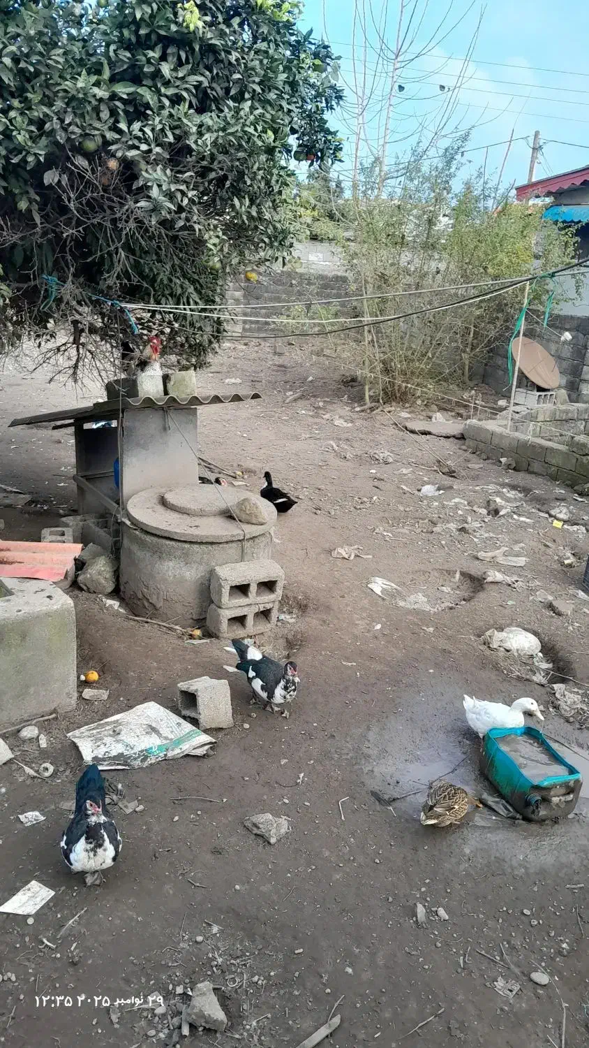 زمین مسکونی|فروش زمین و ملک کلنگی|زیباکنار, |دیوار