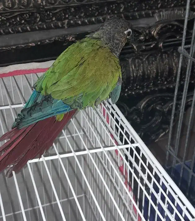 طوطی گرینچیک|پرنده|بجنورد, |دیوار