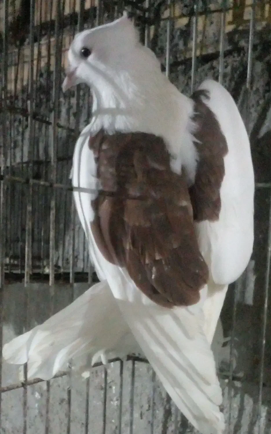 کفترصیدوجفتگاه|پرنده|مشهد, امام خمینی|دیوار