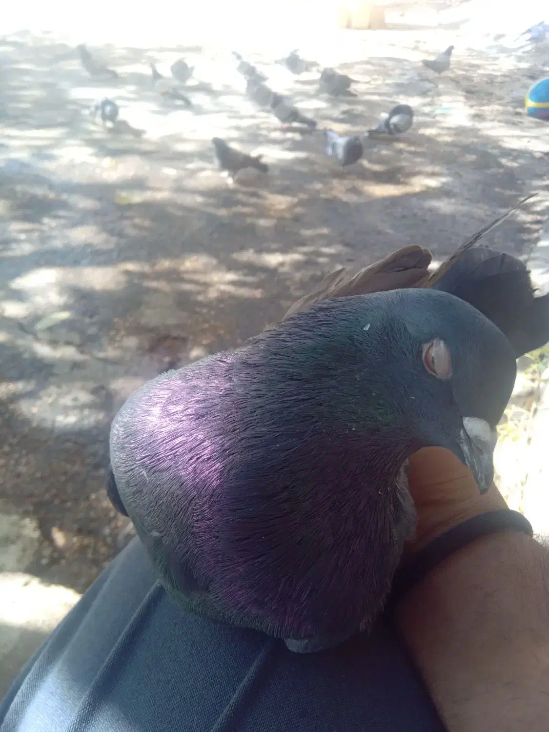 کبوتر تهرونی و پر|پرنده|فارسان, |دیوار