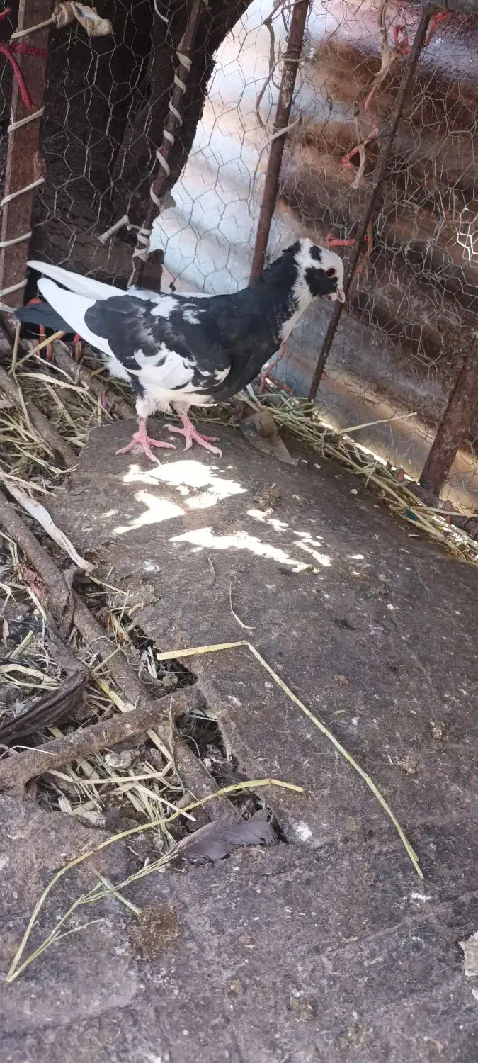 کبوتر|پرنده|آبدانان, |دیوار