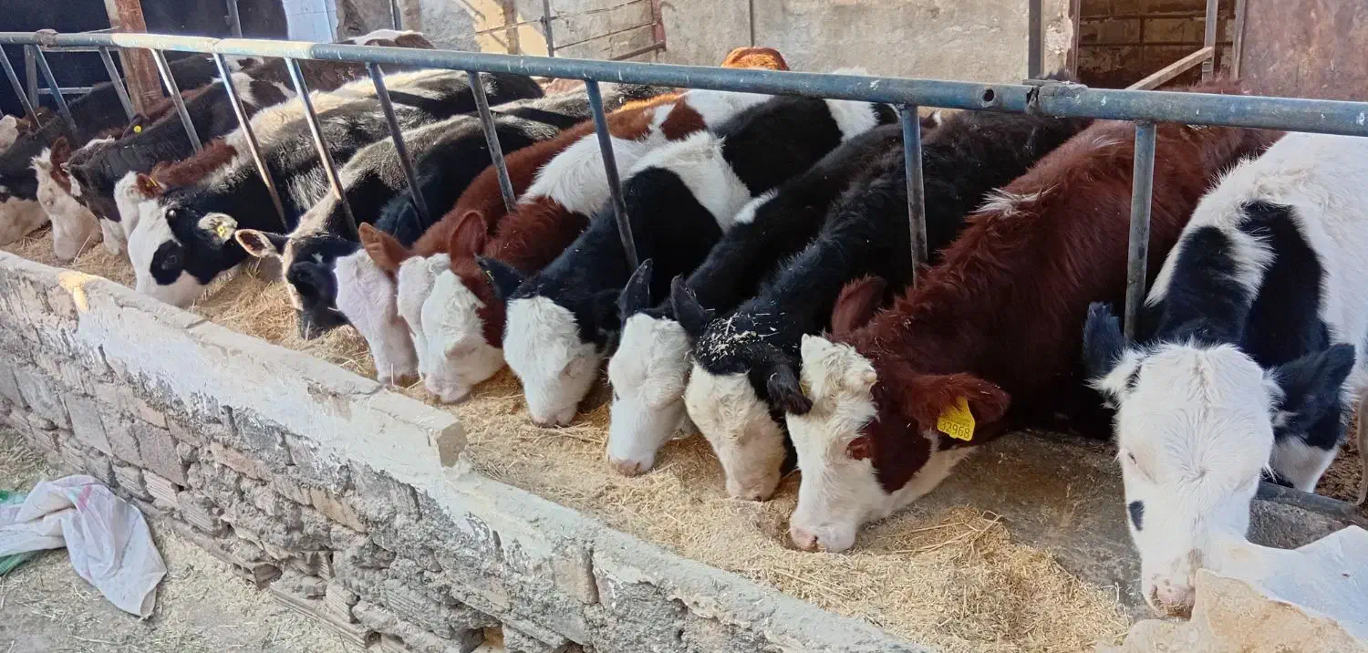 گوساله ماده سیمینتال اصیل|حیوانات مزرعه|فامنین, |دیوار