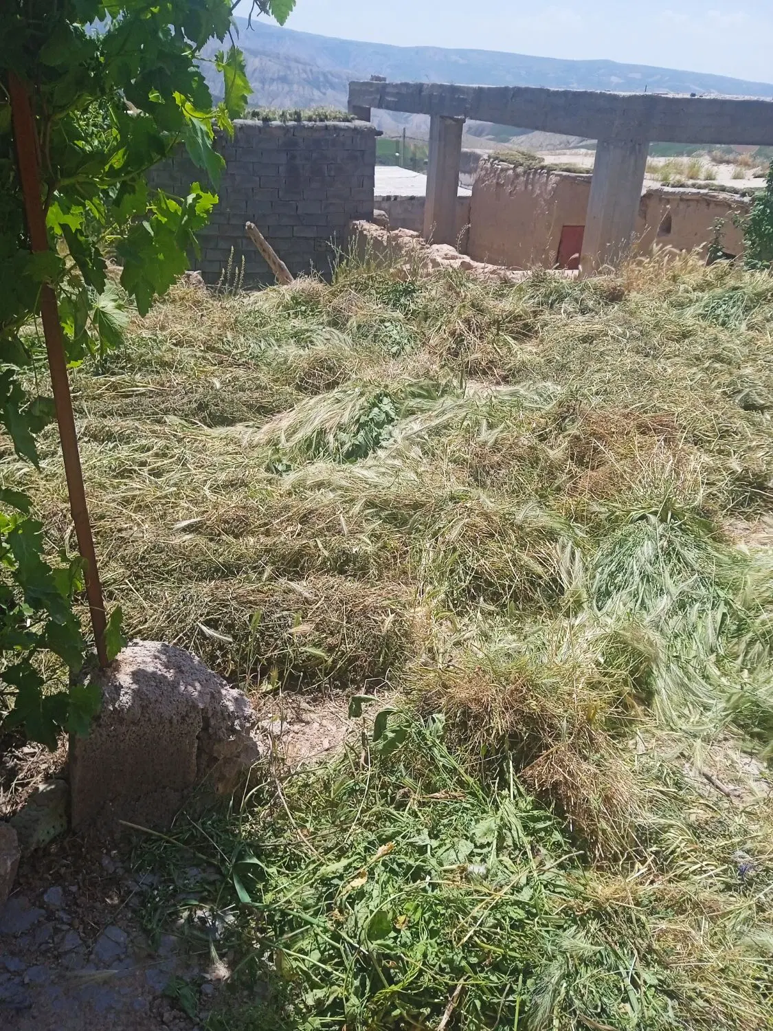 ینجه|گل و گیاه طبیعی|گرمخان, |دیوار