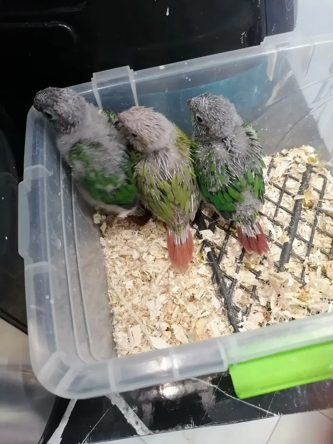 فروش فوری|پرنده|جوادآباد, |دیوار