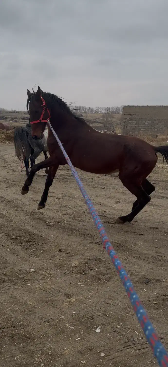 اسب|اسب و تجهیزات اسب‌سواری|ماکو, |دیوار