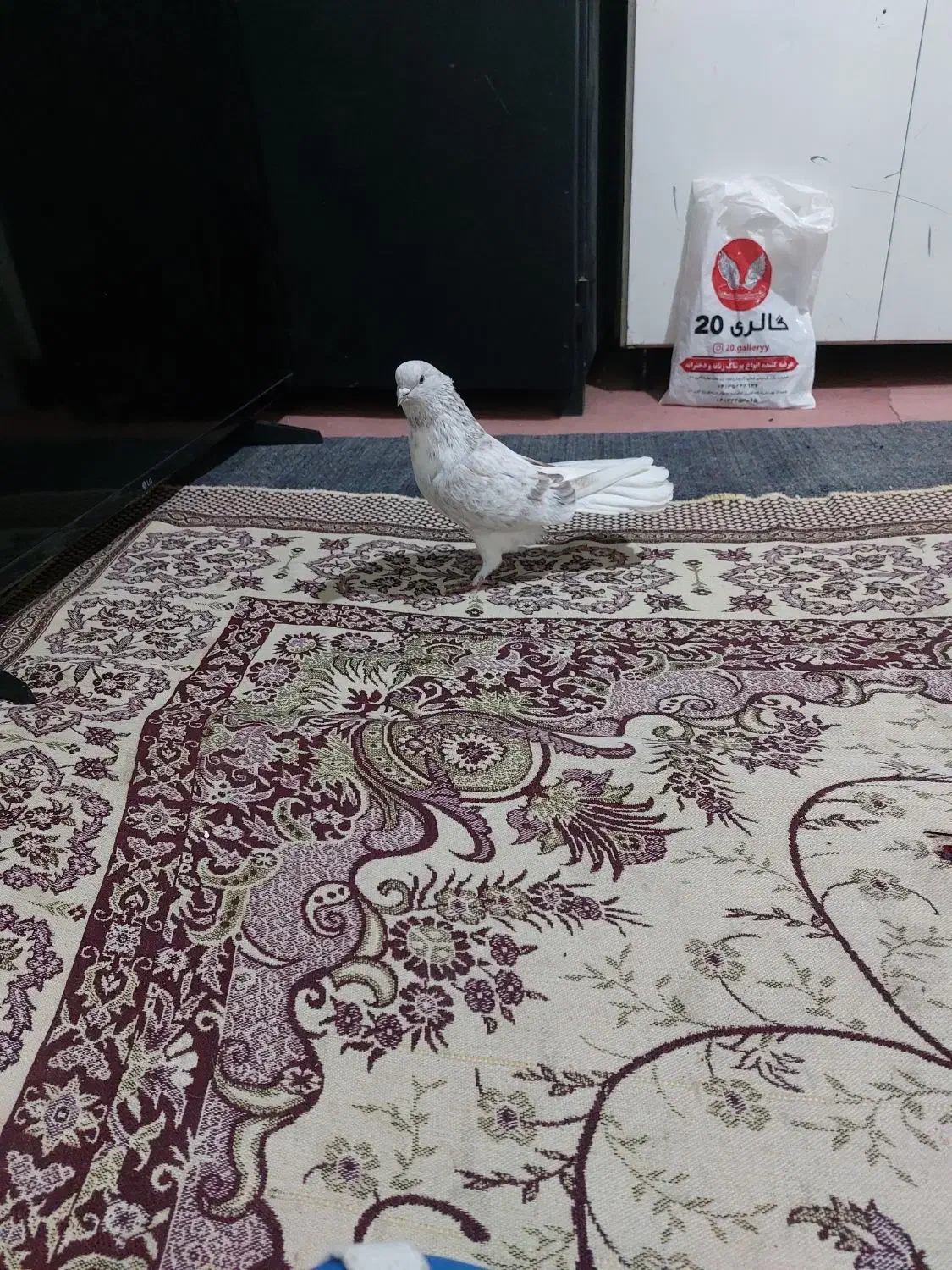 کبوتر|پرنده|ارشق, |دیوار