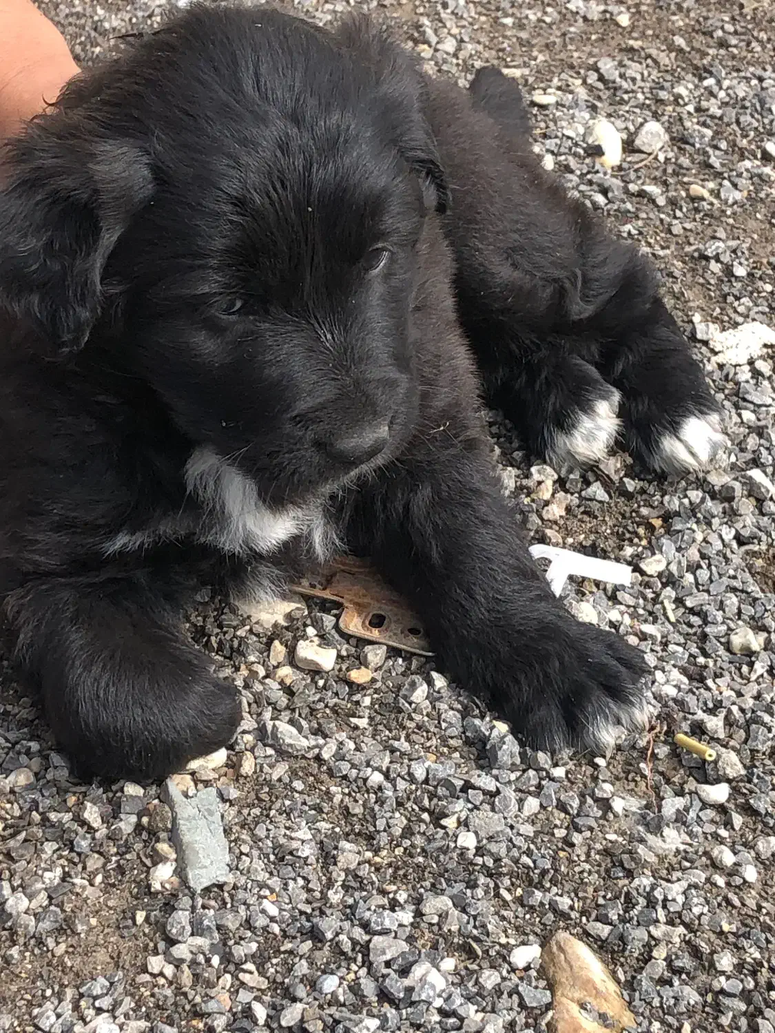 سگ ماده قدرجونی تمام عیار|سگ|نوشهر, |دیوار