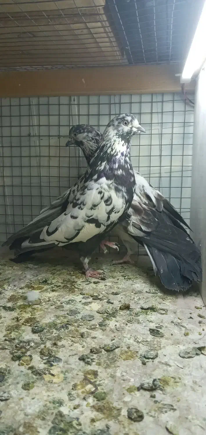 پرنده|پرنده|رشت, نظری|دیوار