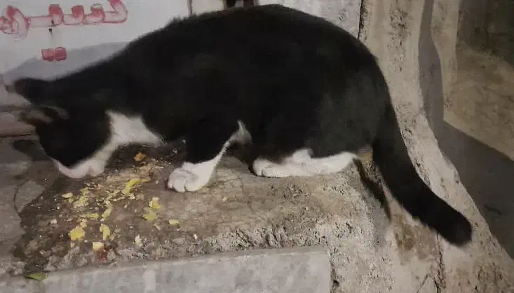 گربه گمشده|گربه|بروجرد, |دیوار