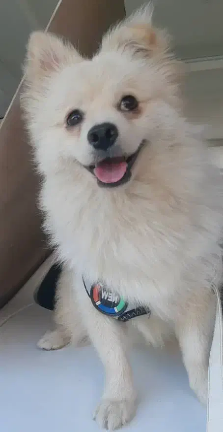 سگ پامرانین|سگ|بندر انزلی, پاسداران|دیوار