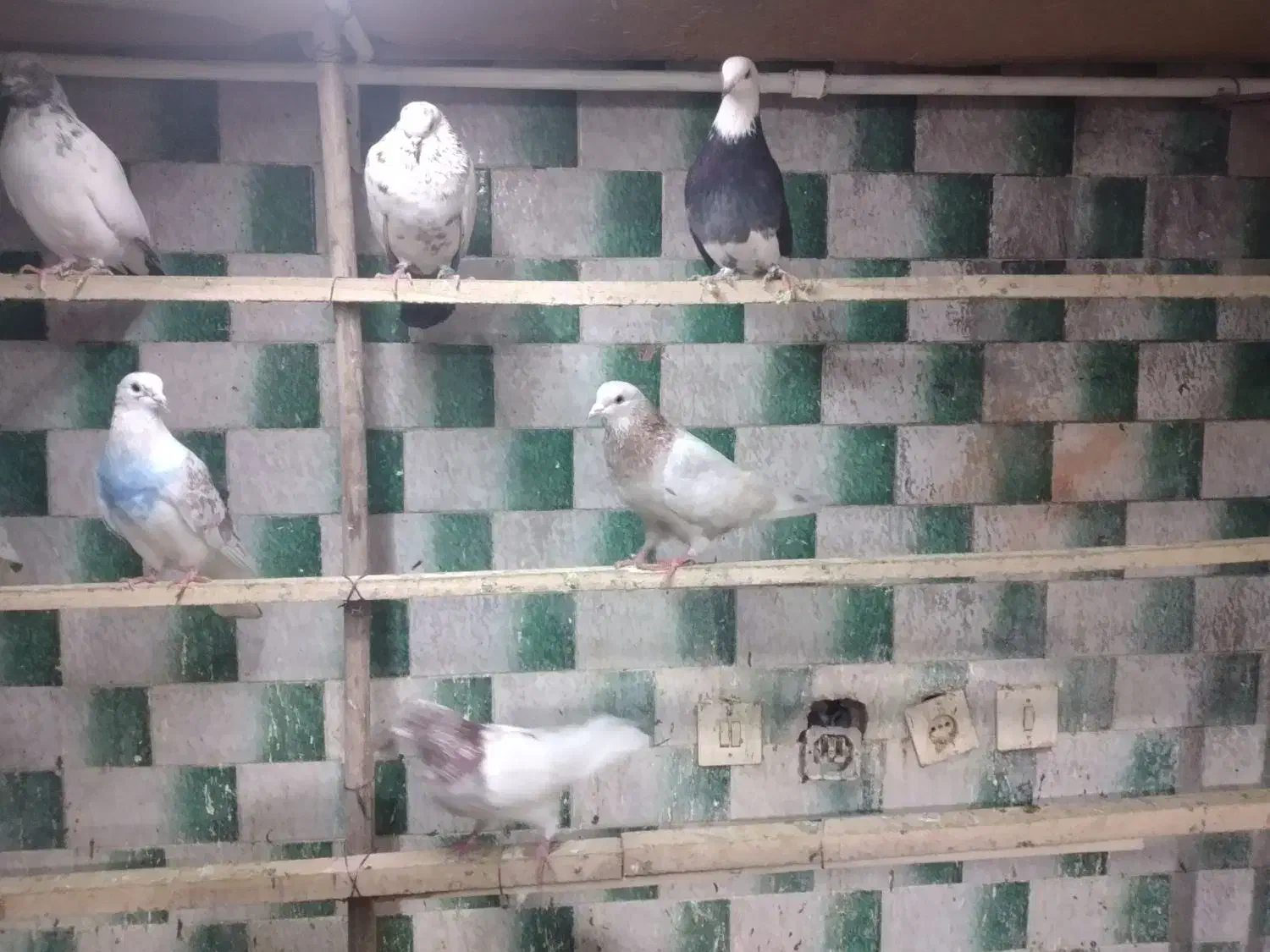 همه حیوون خوب|پرنده|شاهدشهر, |دیوار