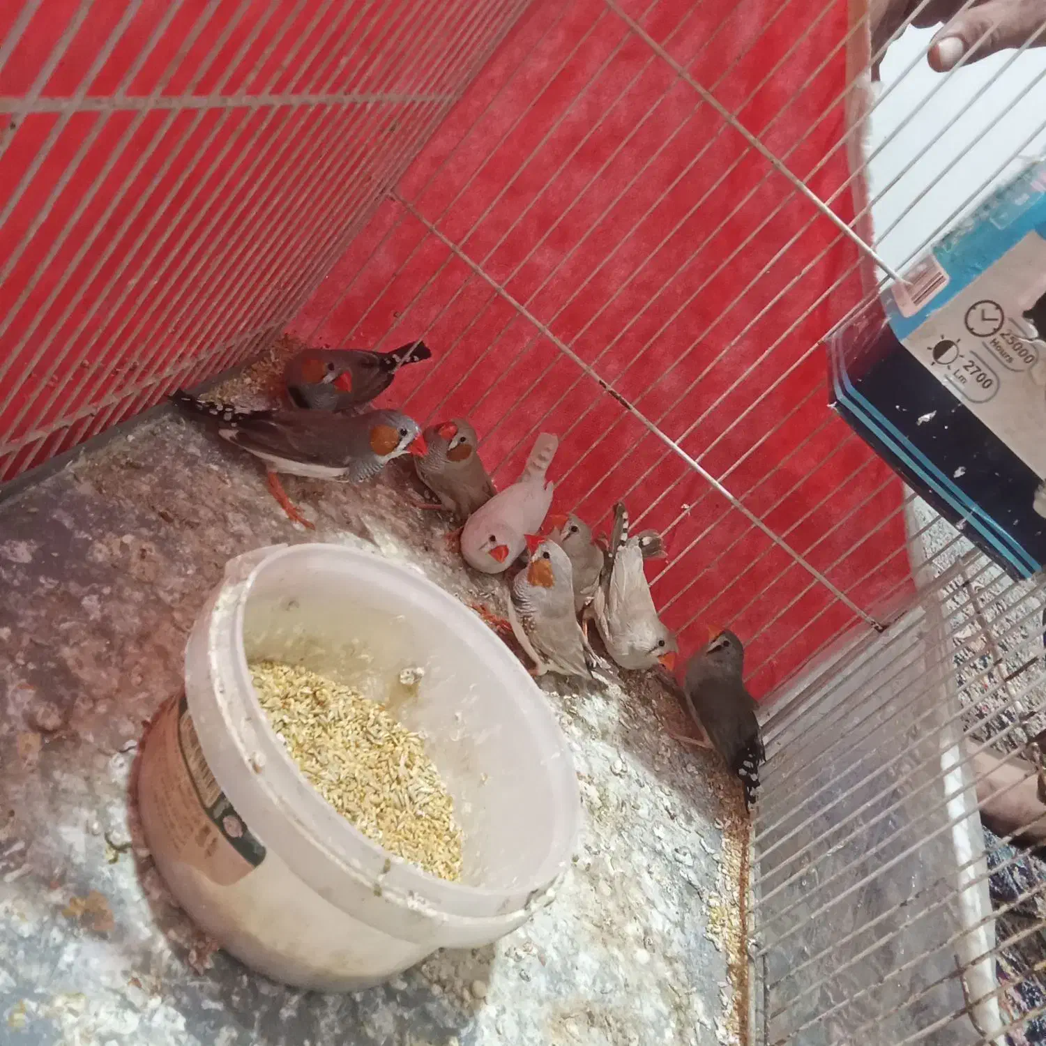 فنچجفت|پرنده|مشهد, نظام دوست|دیوار