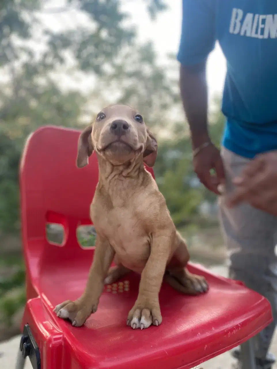 توله پیتبول ماده ۵ ماهه|سگ|تویسرکان, |دیوار