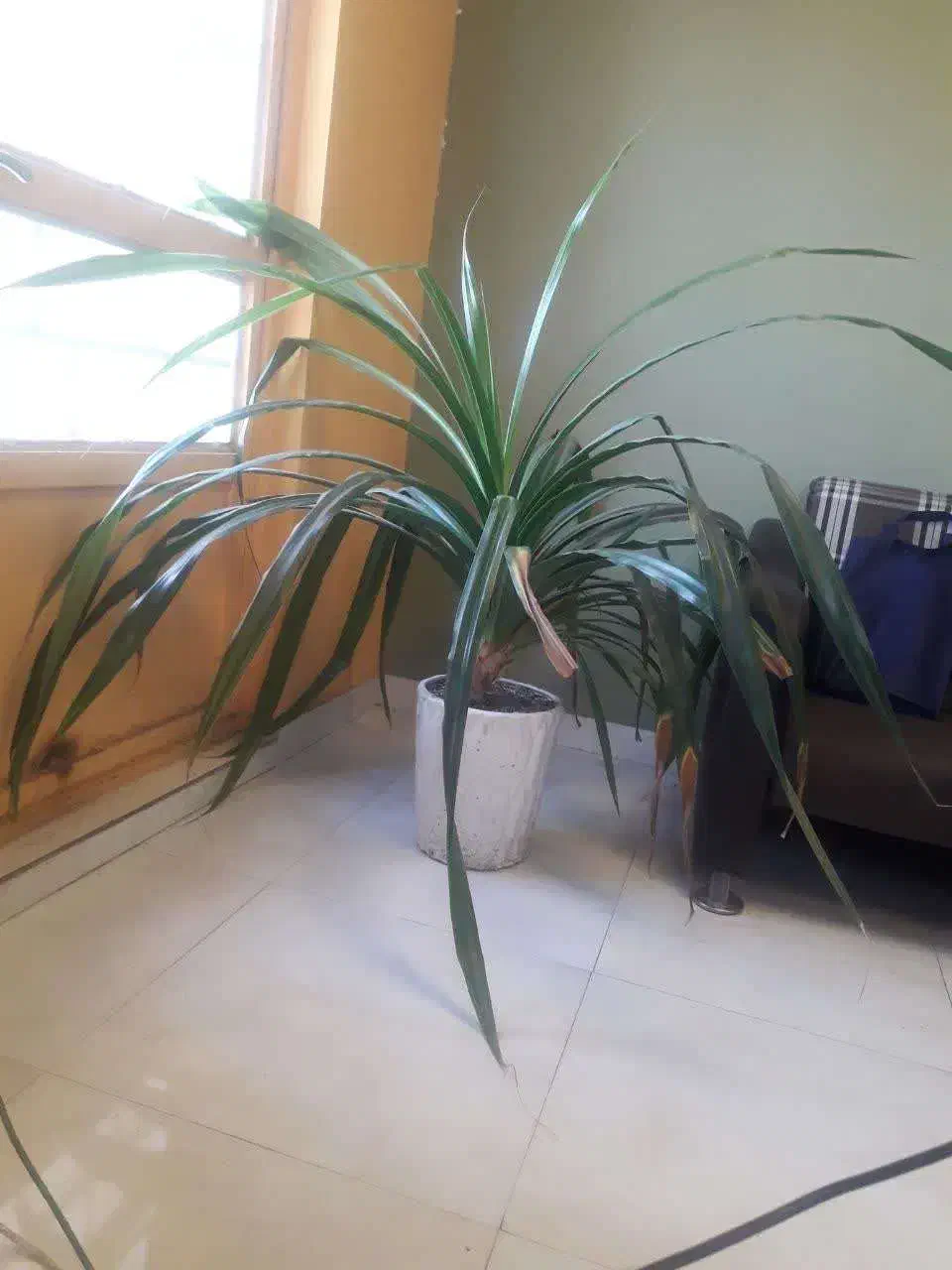 گل پاندانونس|گل و گیاه طبیعی|مشهد, شهرک صنعتی توس|دیوار