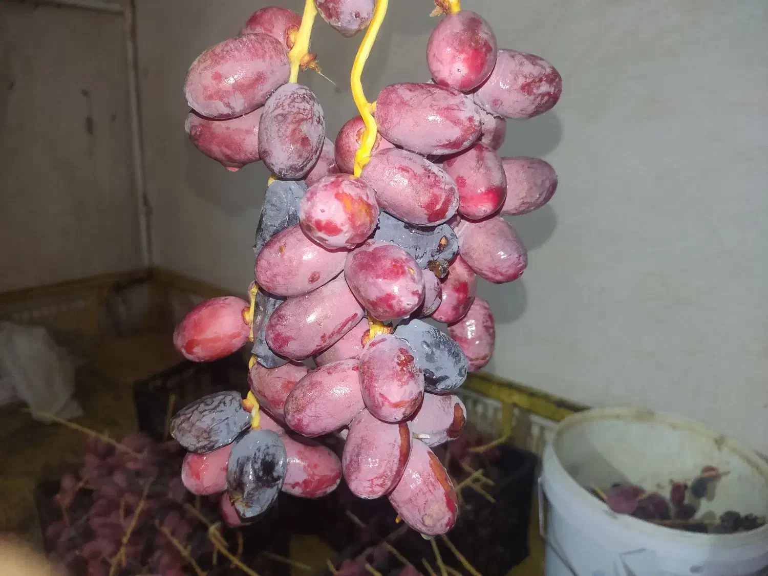 خرک  خرما  رطب  ملس|خوردنی و آشامیدنی|ایزدخواست, |دیوار