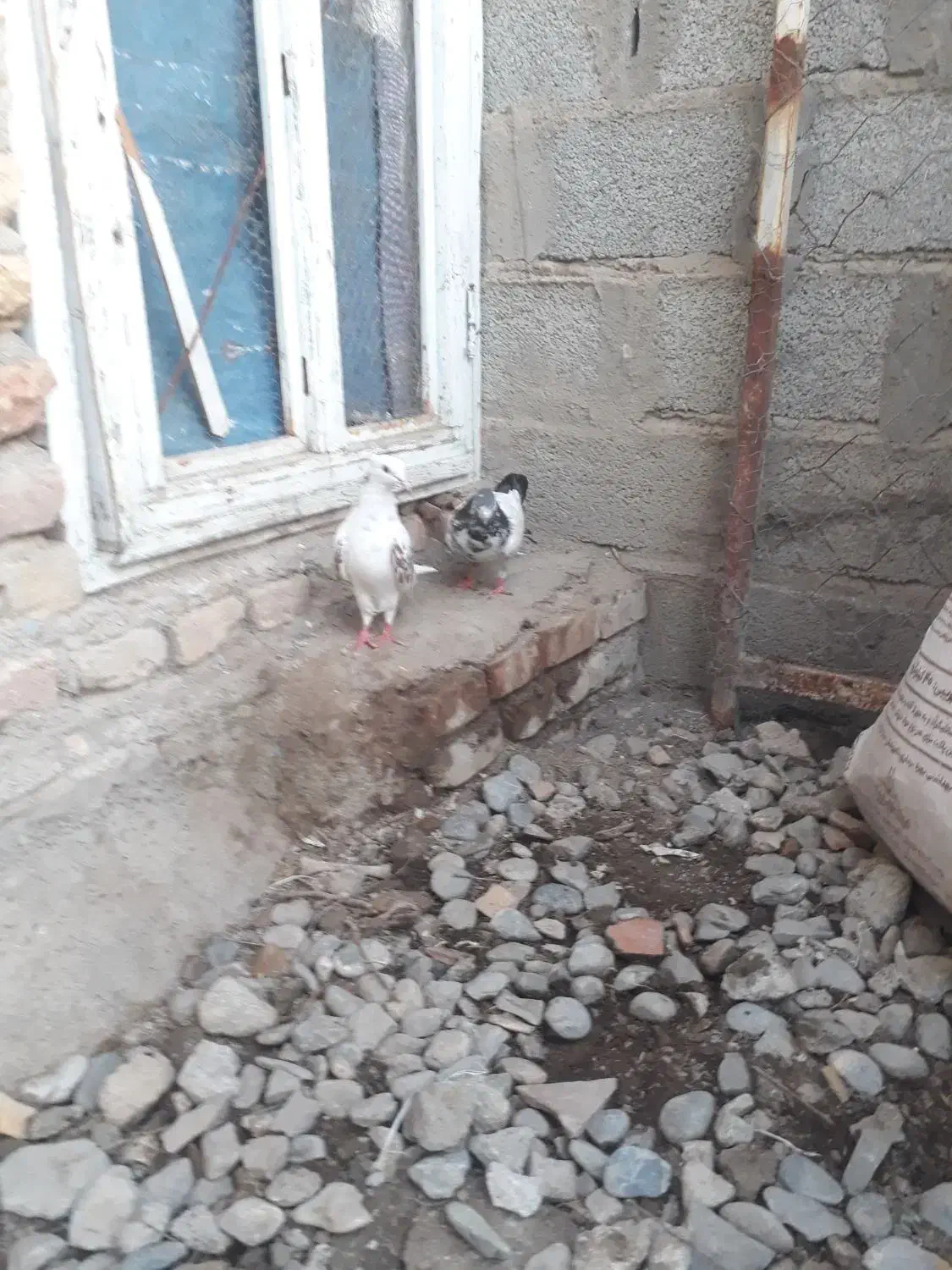 کبوتر|پرنده|سیمین شهر, |دیوار