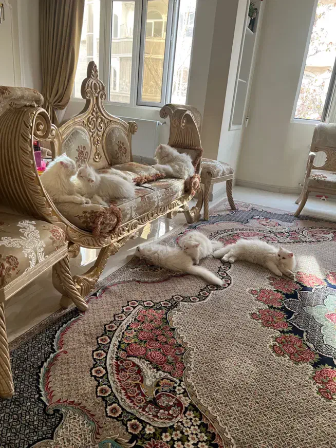 گربه پرشین کلاسیک|گربه|مشهد, ملک‌آباد|دیوار