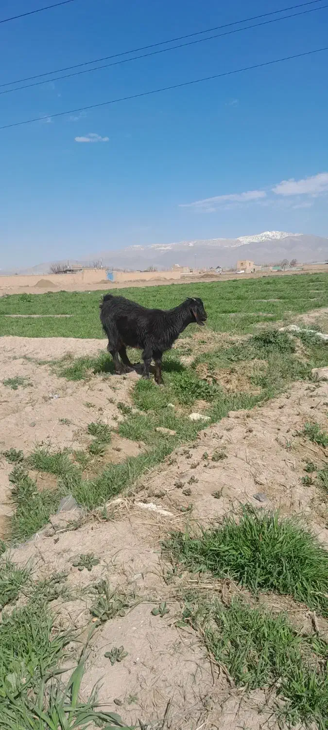 بزغاله ماده|حیوانات مزرعه|نیشابور, چمبران|دیوار