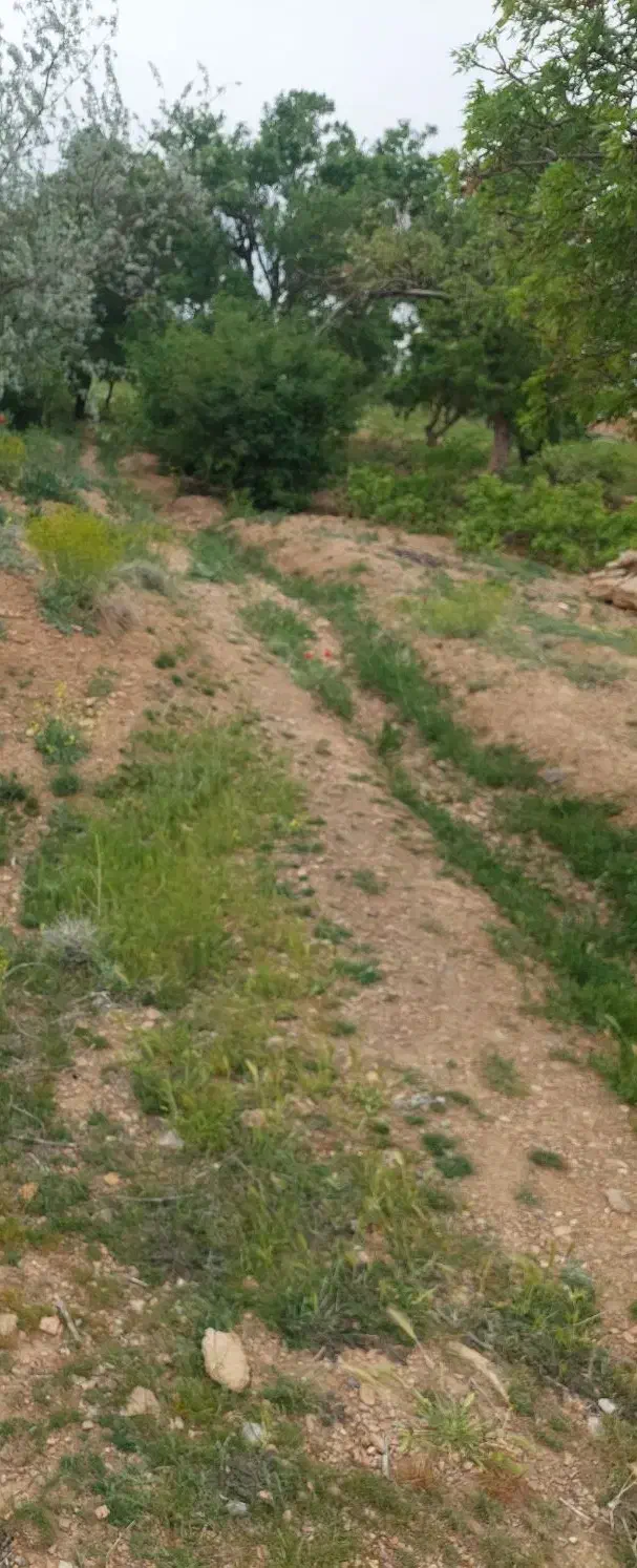 زمین باغی بدون آب خیرآباد|فروش دفتر صنعتی، کشاورزی، تجاری|معصومیه, |دیوار