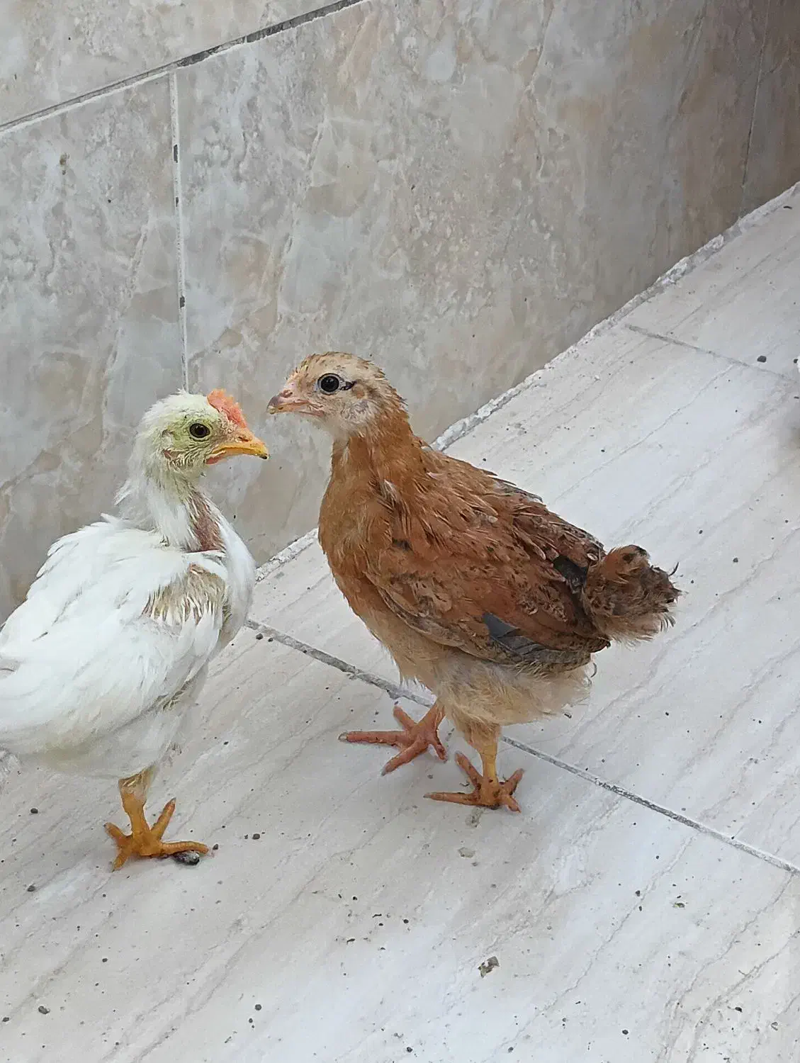 جوجه|حیوانات مزرعه|قم, پردیسان|دیوار