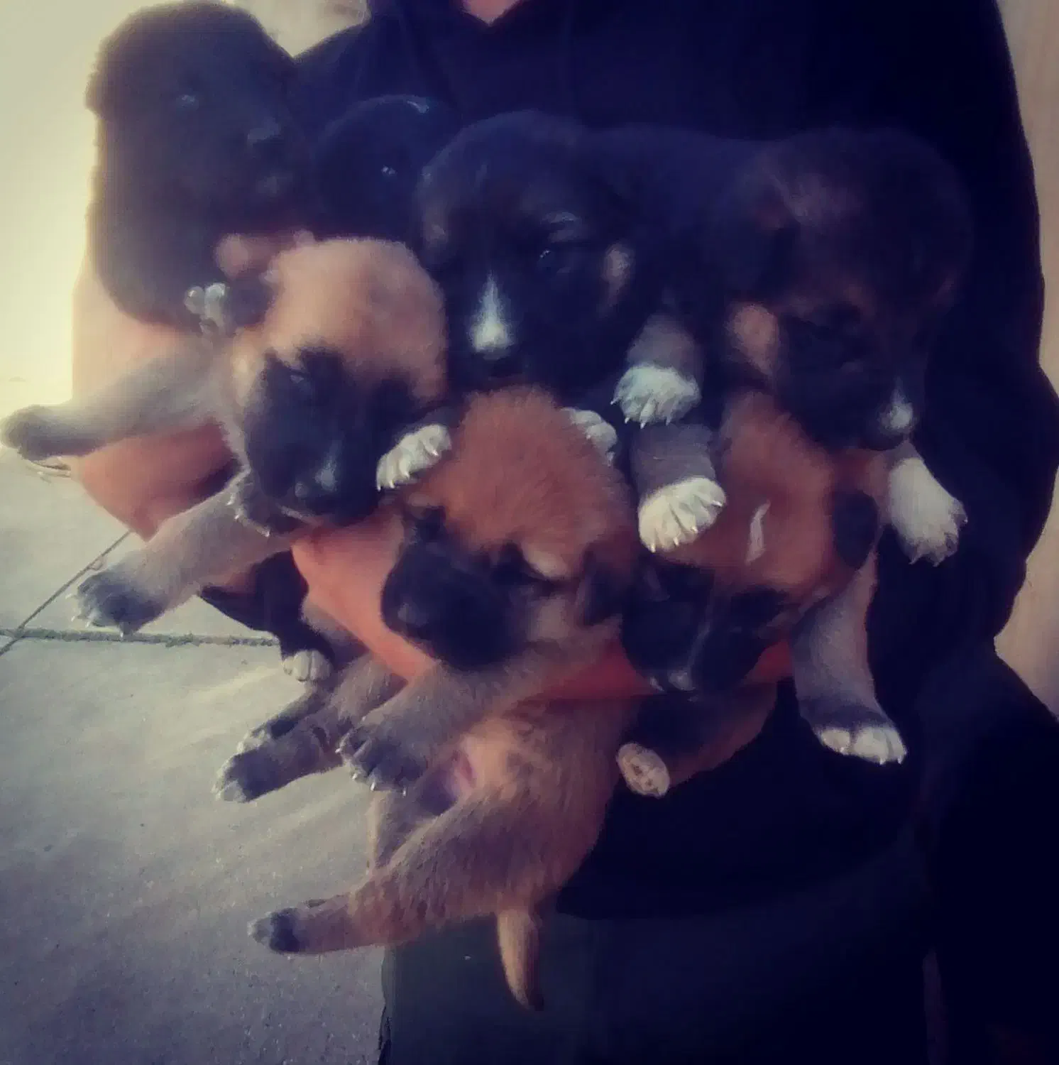 توله ی ژرمن بلک ورک|سگ|نوشین شهر, |دیوار