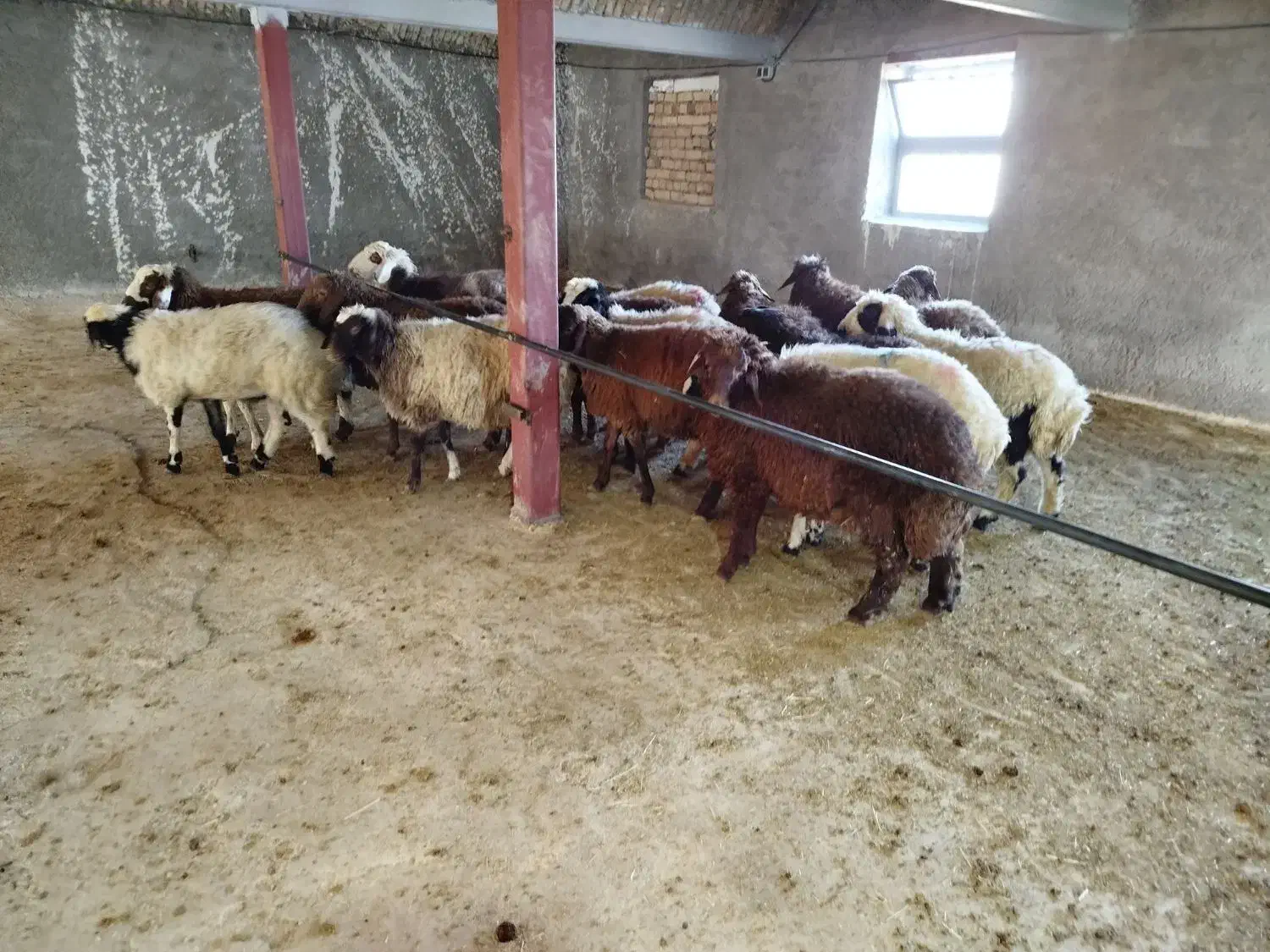 بره پایه پروار|حیوانات مزرعه|زنده رود, |دیوار