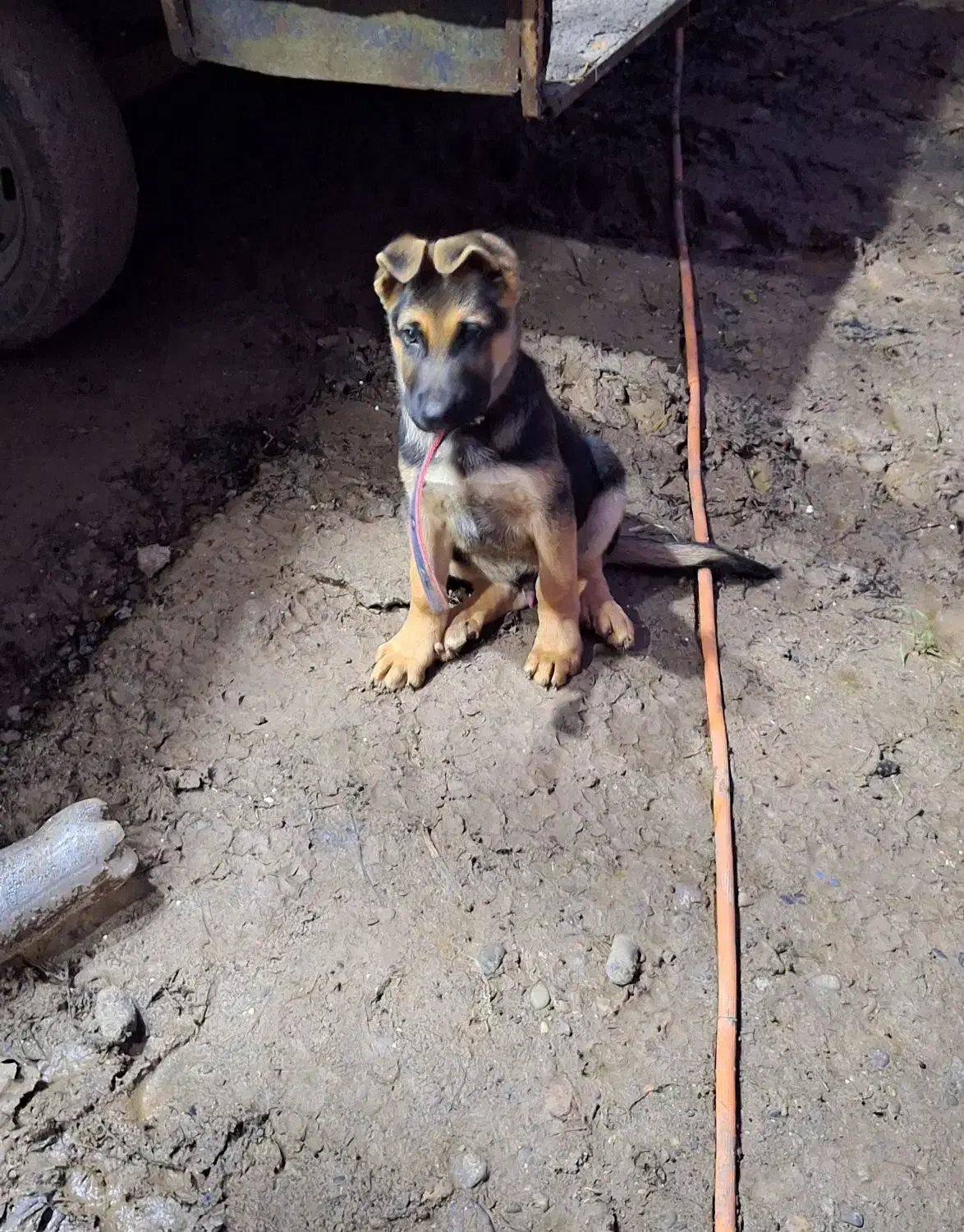 واگذاری سگ ژرمن|سگ|آستانه اشرفیه, |دیوار