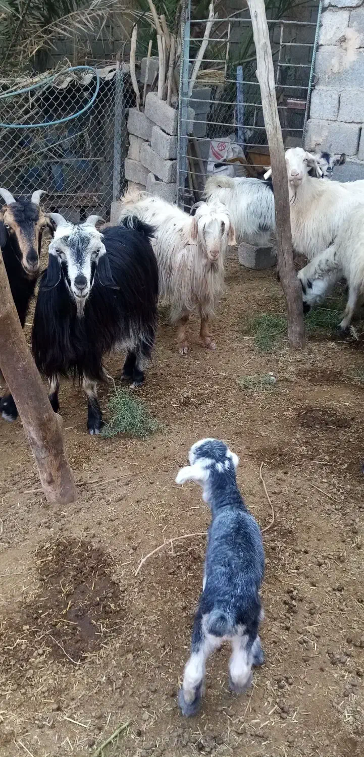 5عدد بز|حیوانات مزرعه|رامهرمز, |دیوار