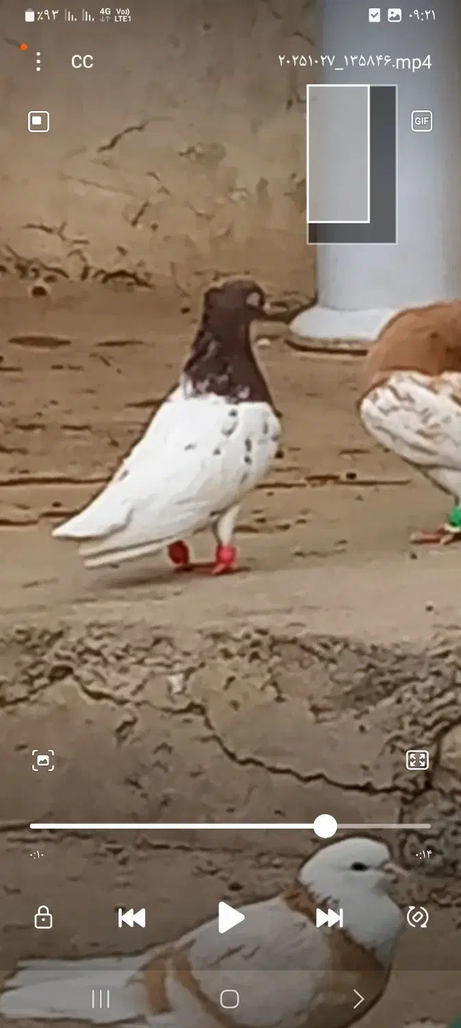 گم شده|حیوانات|سملقان, |دیوار