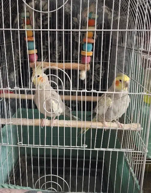 دو عددعروس هلندی ماده|پرنده|ری, جوانمرد قصاب|دیوار